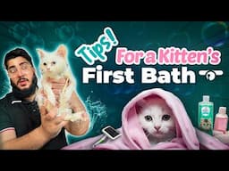 First time bathing a kitten | Give your kitten or Cat a bath with these simple tips