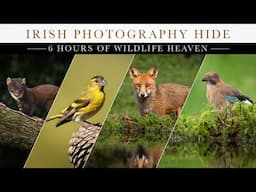 ** 6 Hours of Wildlife Heaven - Irish Photography Wildlife Hide.