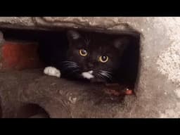 A black cat lives in a hole in the wall