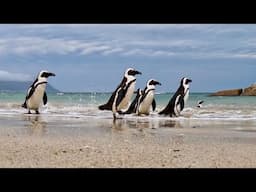 Boulders Beach Penguins