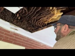 Honeybee Hive Found In Historic 200-year-old Home!