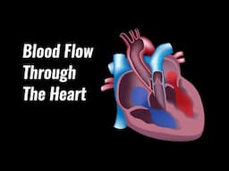 Blood Flow Through The Heart Explained