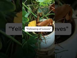 How to take care of yellowing of leaves? #gardenup #plants