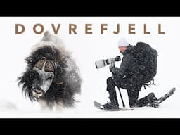 Musk Oxen PHOTOGRAPHY on Dovrefjell ⎸ EXTREME 5 Day Solo Expedition – part 2