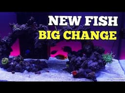 New fish in qt + something new is brewing