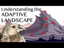 Understanding the Adaptive Landscape