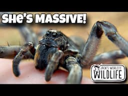 MEET The LARGEST WOLF SPIDER In The US!