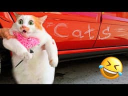 Funniest Animals Videos 2024🤣 - Funniest Cats😹 and Crazy Dogs🐶 Videos!