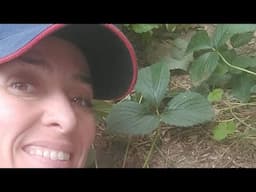 Strawberry Leaves Need Love Too: Gardening With Kimberly