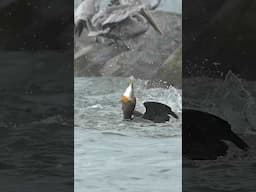 Hungry cormorant struggles to swallow massive fish amid fish feeding frenzy.