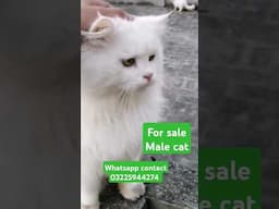 For sale best quality persian male cat