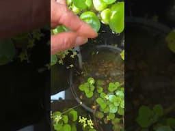 Unexpected Rice Fish Babies!