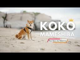 หนุ่มหล่อตี๋ สายเที่ยว KOKO mameshiba l Pet Star 4 ขาติดดาว