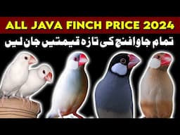 All java price | java sparrow market price update | java finch price white silver albino opal fawn