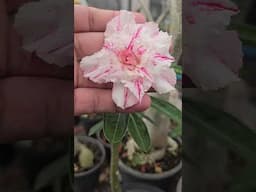 Rosa do deserto Bella #plantas #rosasdodeserto #shorts #flores