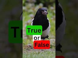 Which Magpie Fact is FICTION? #nature #birds #wildlife