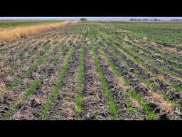 Winter Wheat Update