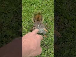 Look At The Cute Squirrel