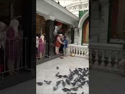 Feeding the pigeons at Dewatagaha Masjid