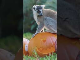 Halloween cuteness at Australia Zoo!  🎃