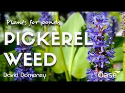 Plants for Ponds: Pickerel Weed