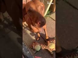 Dog’s Hilarious ‘Human’ Sounds While Attacking Stuffed Toy! 😂