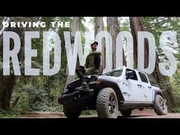 VIRTUAL Scenic Drive in the REDWOODS | Driving Northern CALIFORNIA in JEEP WRANGLER with Top Down