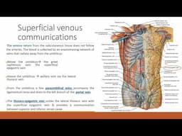 The inguinal region