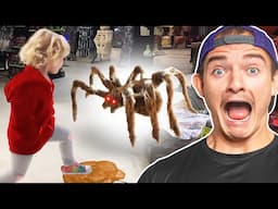 Giant Spider Vs Little Girl: Halloween Moments