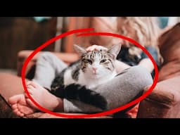 Why Your Cat Always Curls Up Next to You Ignoring Everyone Else