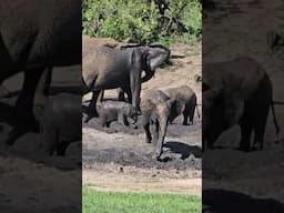 Baby Elephant playing in the mud.  #wildlife #krugerparksafari #safari #nature #photography