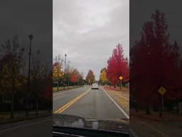 Fall Foliage #canada #fall #2024 # #music #tour #viralvideo