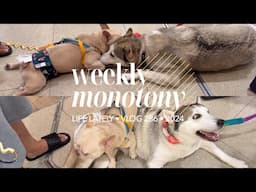 Weekly Monotony (Oct 29 - Nov 3 2024 Vlog)