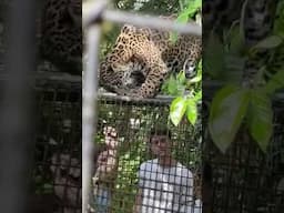 Jaguar plays Uno Reverse Card, I end up in cage #belize #animals #cat