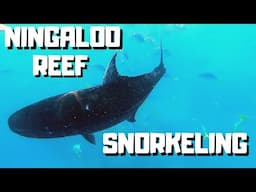 Best Snorkeling in West Australia