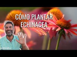 #ECHINACEA PURPUREA: beneficios de la planta y cómo cultivar equinaceas || en20metros