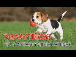 3 EASY TRICKS YOU CAN TEACH YOUR DOG AT HOME