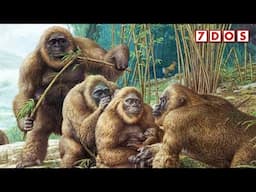 Dwarf Versions of Gigantopithecus Discovered | 7 Days of Science