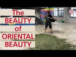 Beipu and Emei: The Beauty of Oriental Beauty