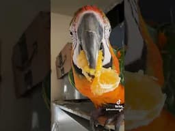 Parrot enjoys his juicy fruit!