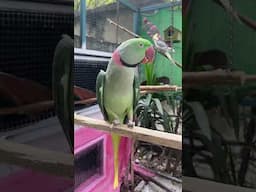 Sweet Alexandrine Parrot #shorts #shortsviral #viral