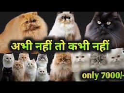 only 7k Persian kitten in india☺️Persian cat price☺️Persian kitten☺️Cat price