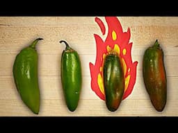 Why some jalapeños are SO much spicier than others