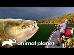 Jeremy Wade’s Deadliest River Predators | River Monsters | Animal Planet