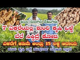 ಶುಂಠಿ ಕೃಷಿ|Ginger farming kannada|Ginger farming|Ginger cultivation|shunti besaya|shunti krushi|