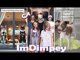 Try Not To Laugh Challenge! Newest ImDimpey TikTok Videos of 2024. Funny #Dimpey6 TikToks.