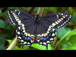 Short-tailed Swallowtail facts: Papilio brevicauda