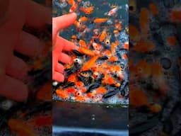 1000s Of Stunning Japanese Koi Fish !