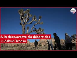 Voyage dans le désert des Joshua Tree