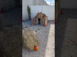 Pumpkin Patch Day at Doggie Daycare!